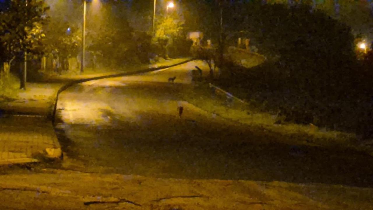 cakallar sehir merkezini mesken tuttu MzgdBJlG.jpg