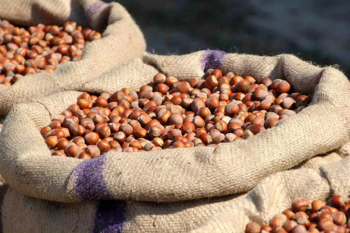 findik ureticisi manipulasyona direniyor UHIYVnS1.jpg