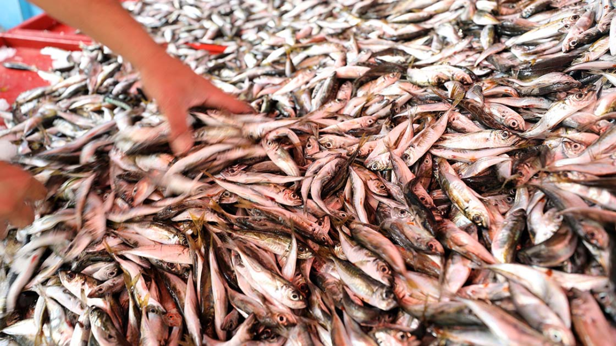 mevsimi geldi kasim ayinin 5 baligi 1GiOFMyK.jpg